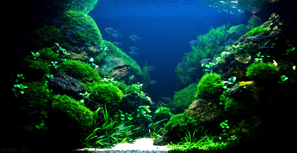 Deepwater Aquascape from the IAPLC